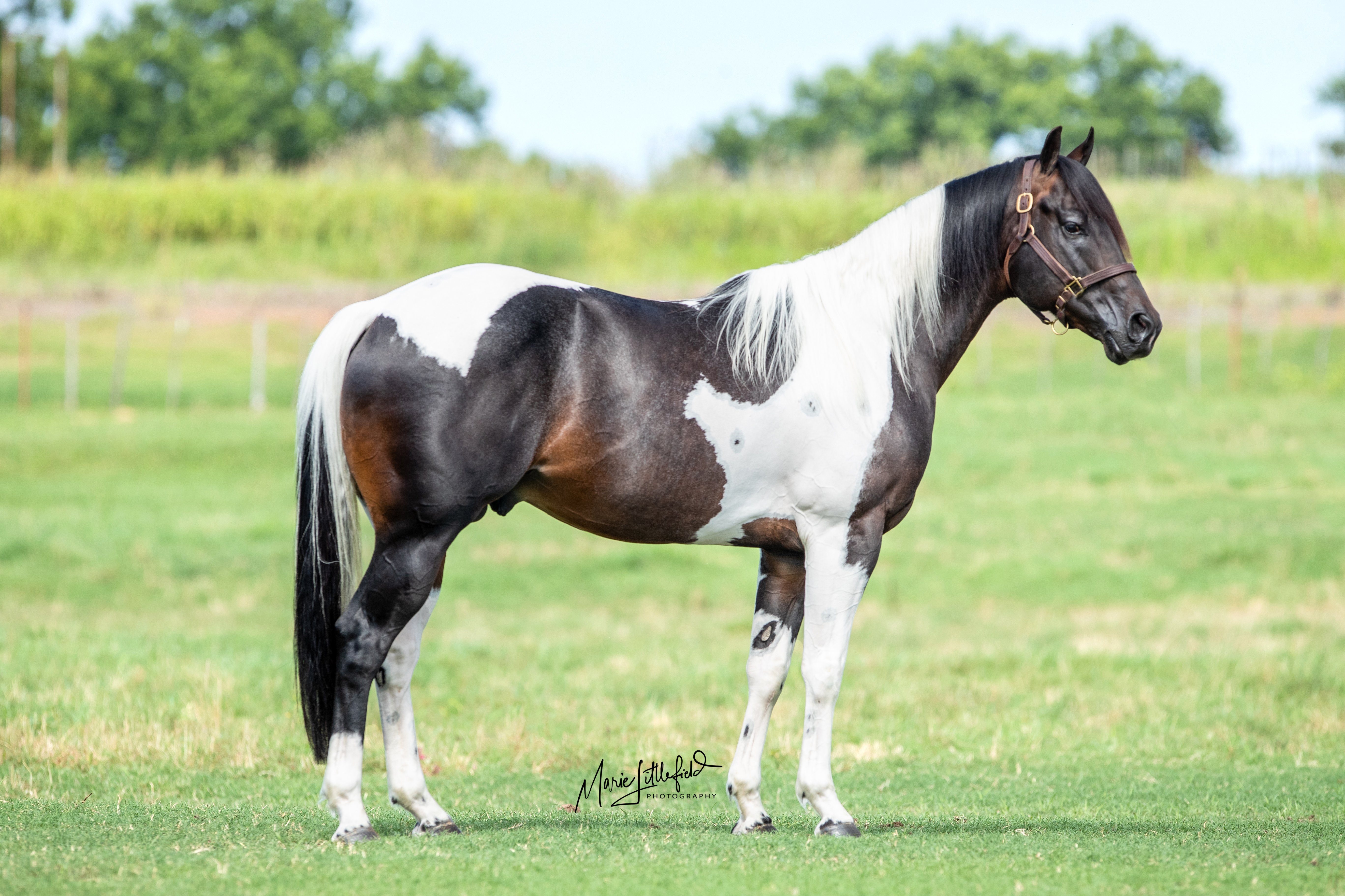 sound & motion NEW Details about   2 Royal Breed Prancing Stallion American Paint & Palomino 